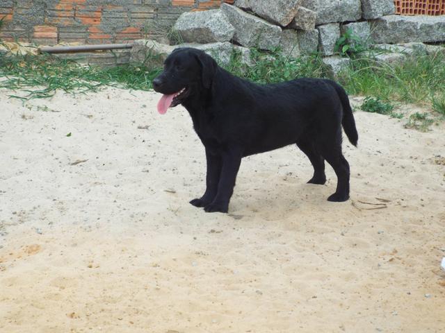 Labrador preto macho com pedigree CBKC!!!