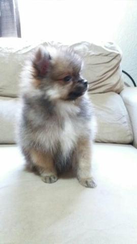 Linda Femea de Lulu da Pomerania