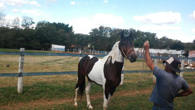 Mangalarga marchador garanhao registrado