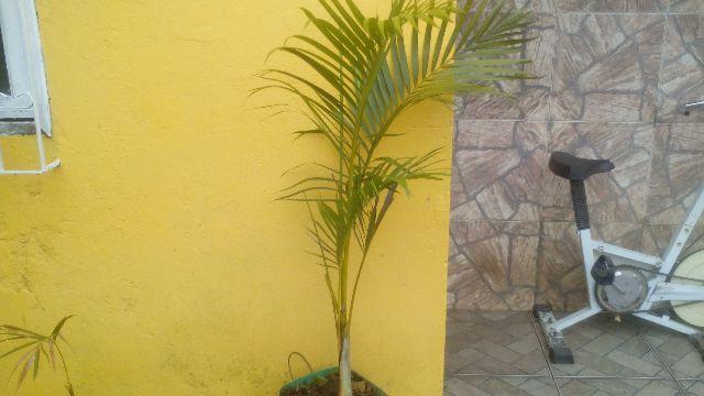Muda de Palmeira Areca Bambu