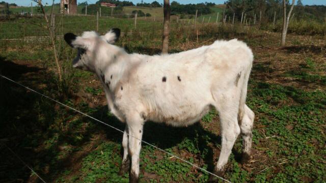 Novilha. Holandesa pura. 8 meses