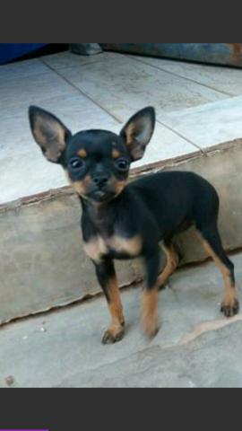 Pinscher para comprar