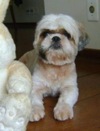 Shih Tzu Mini