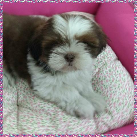 Shih-Tzu fêmea chocolate / branco com Pedigree CBKC