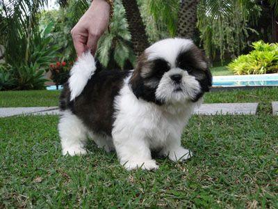 Shih Tzu puros e bem fofinhos