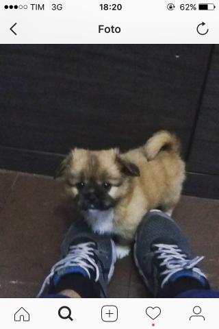 Shitzu macho (ursinho)