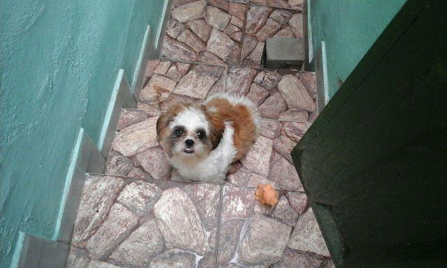 "Urgente" Lindo Shih Tzu Macho Tricolor com 5 meses / Com