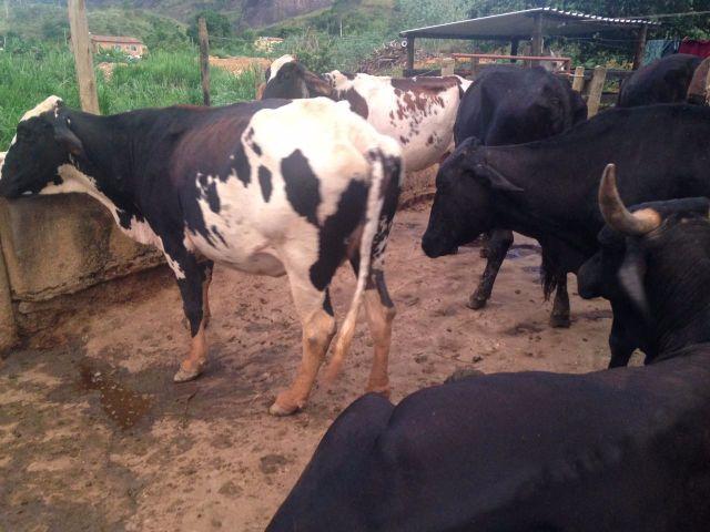 Vacas leiteiras R 
