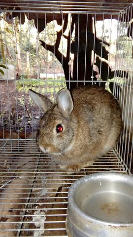 Vendo coelho macho mini nether
