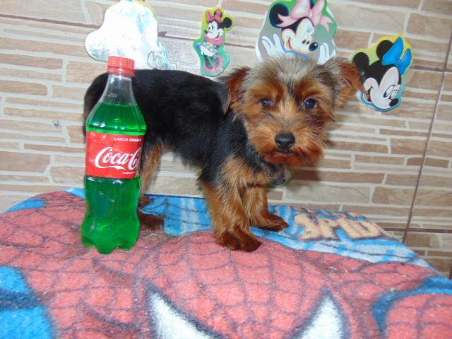 Yorkshire macho 07 meses 03 vacinas pedigree entregamos 500