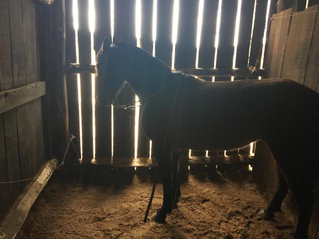 Égua crioula marcada e documentada