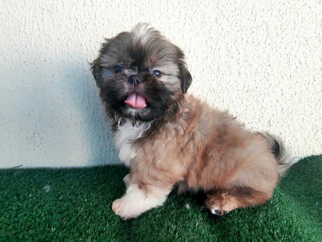 !!! lindo !!! shitzu golden machinho !!!