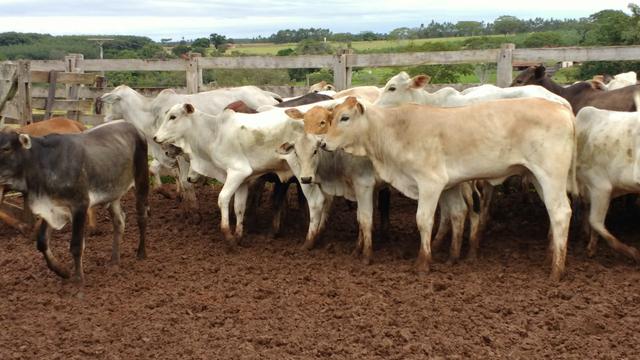 50 bezerras nelores e aneloradas