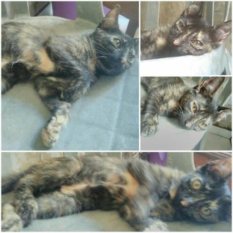 Adoção responsável