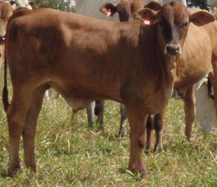 Bezerro tricross senepol ultima unidade