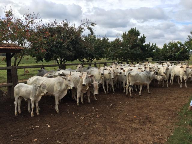 Bezerros Nelore 7@