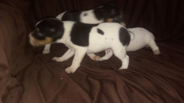 Cachorrinho fox paulistinha