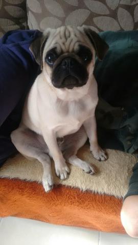 Cachorro raça pug