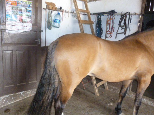 Cavalo Crioulo Garanhão Confirmado - Domado com DNA. Abccc