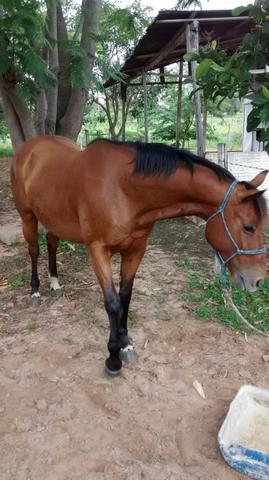 Cavalo Quarto de Milha