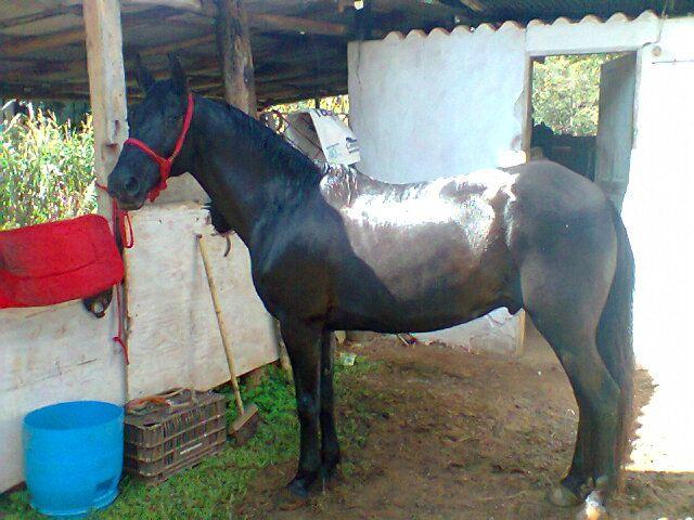 Cavalo preto marcha picada