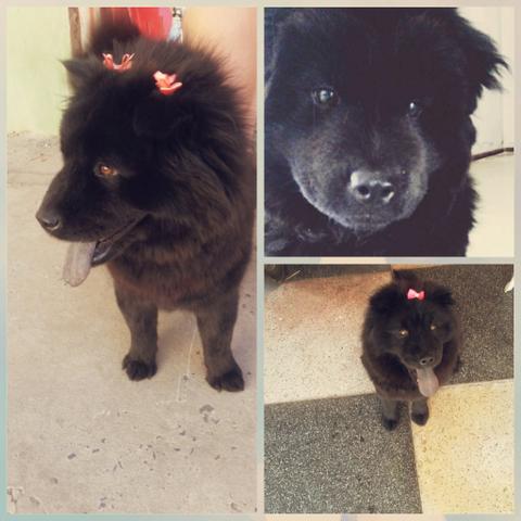 Chow Chow fêmea para cruza