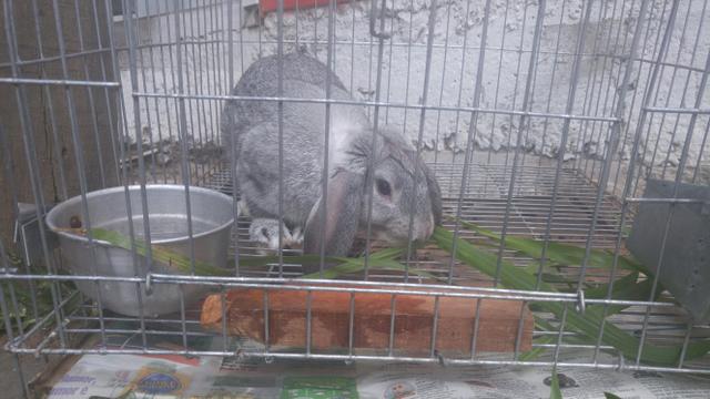 Coelho 4 meses raça Mini Lop com gaiola