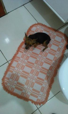 Desapegando pinscher fêmea