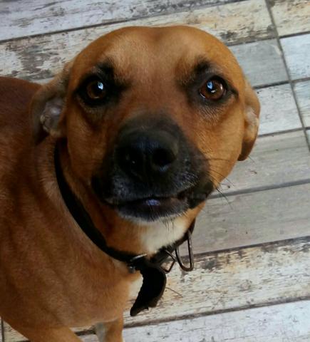 Doação de cachorro