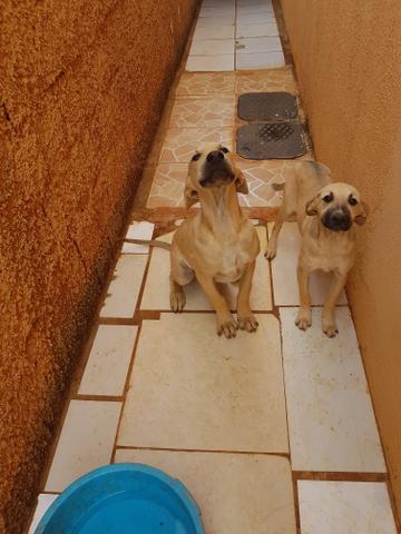 Doação de cachorro dócil