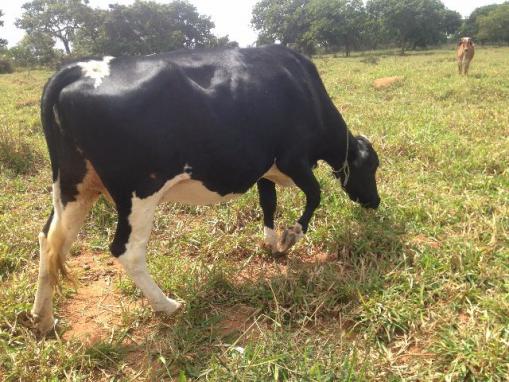 Duas girolandas Prenhas