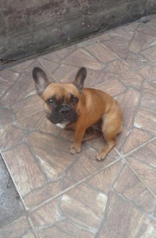 Fêmea adulta bulldog francês