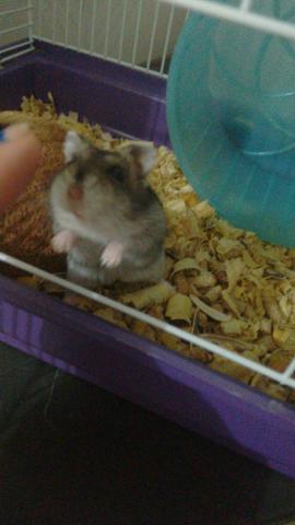 Hamster