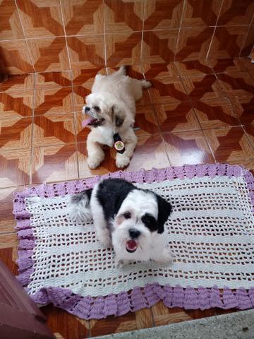 Lhasa apso (femea) e shitzu (macho)