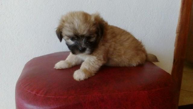 Lindos machos de lhasa apso