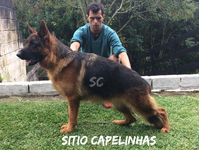 Macho Pastor Alemão