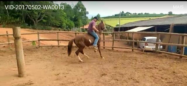 Manga larga paulista