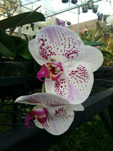 Muda de orquídeas (leia o anúncio)