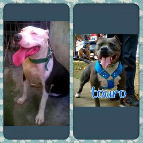 Pit bull de pura genética reservas abertas