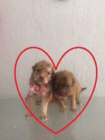 Poodles com maltes 80 só hoje