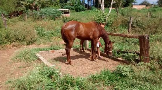 Potra quarto de milha