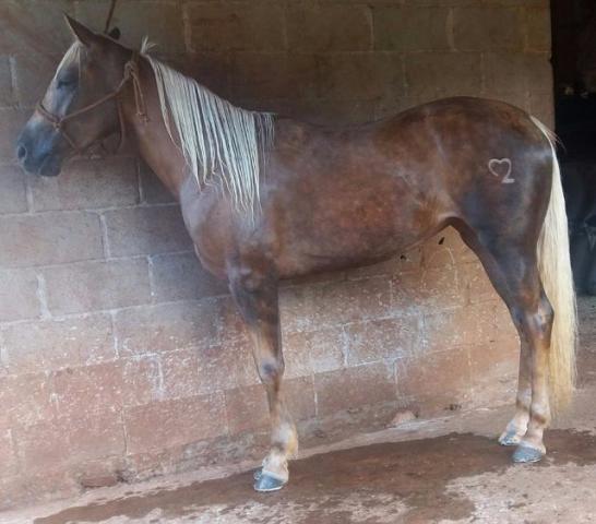 Potranca Quarto de Milha