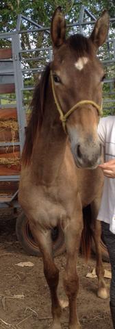 Potro 1 ano e 9 meses (passo cartao)