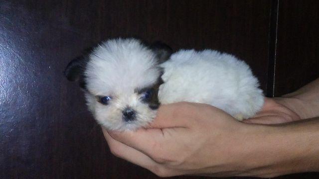 Shih Tzu macho Mine