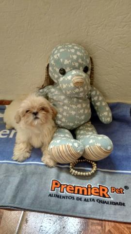 Shih tzu femea creme pequena