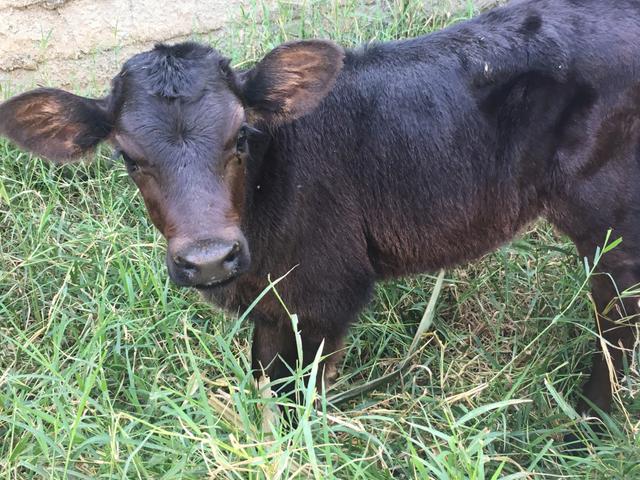 Terneira jersey. 2 meses.