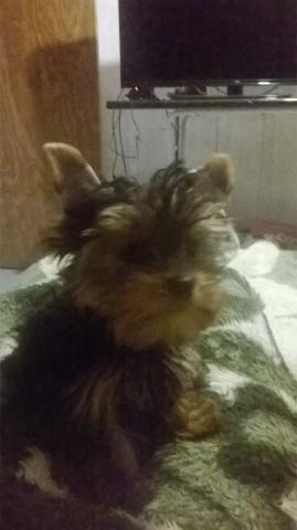 Ultimo Yorkshire Terrier
