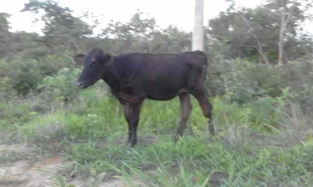 Vacas