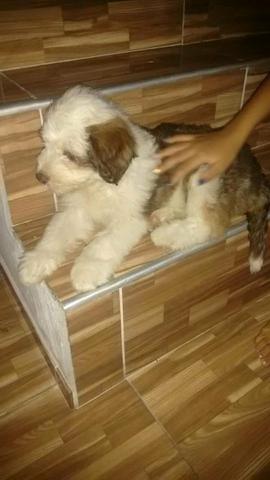 Vendo poodle x maltes