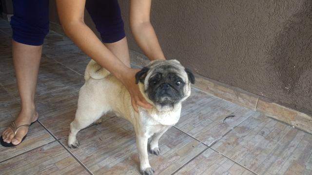 Vendo um pug macho